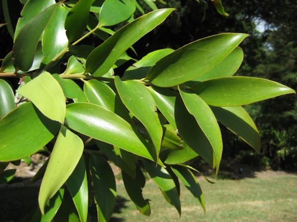 Leaf:wood allometry and functional traits explain variation in growth rate of rainforest trees