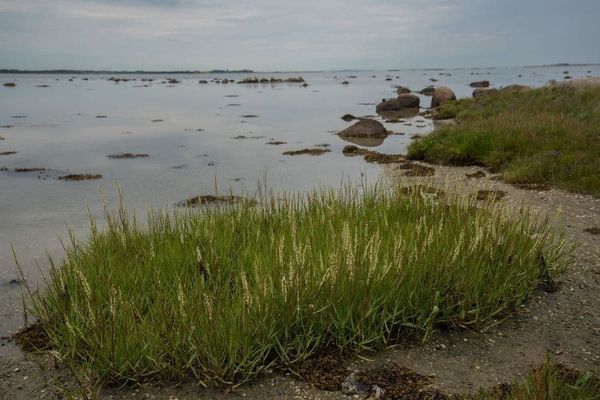 Spartina