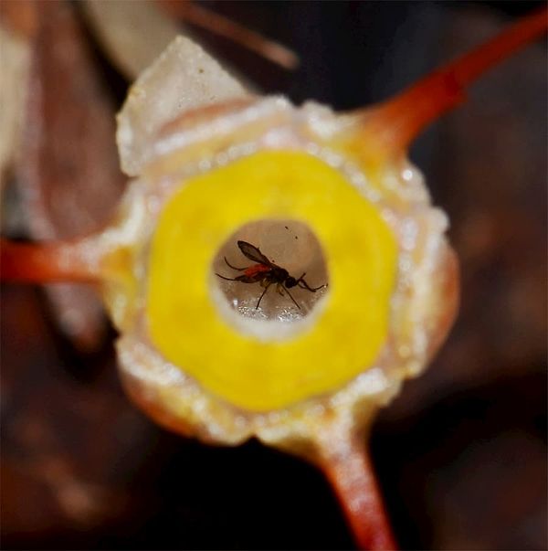 A gnat inside a Thismia flower