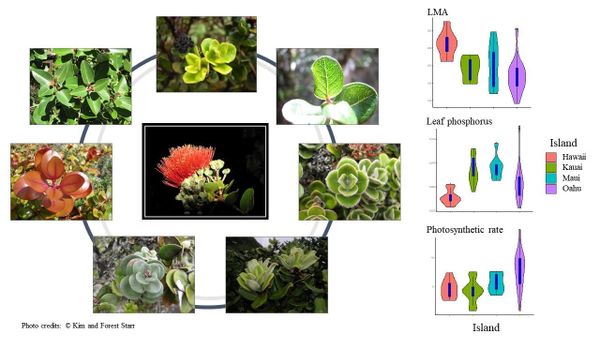 Variation in observable traits