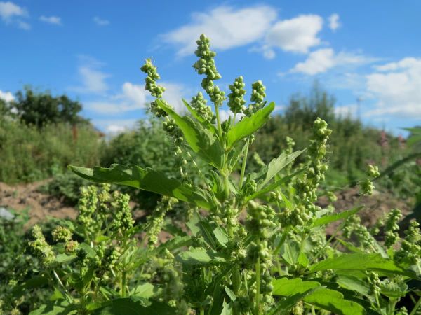 Mercurialis annua