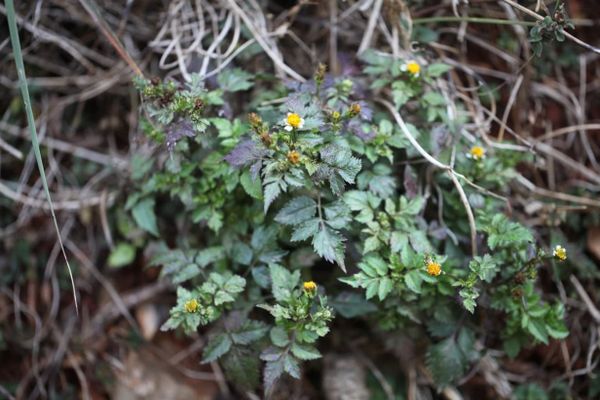 Bidens pilosa