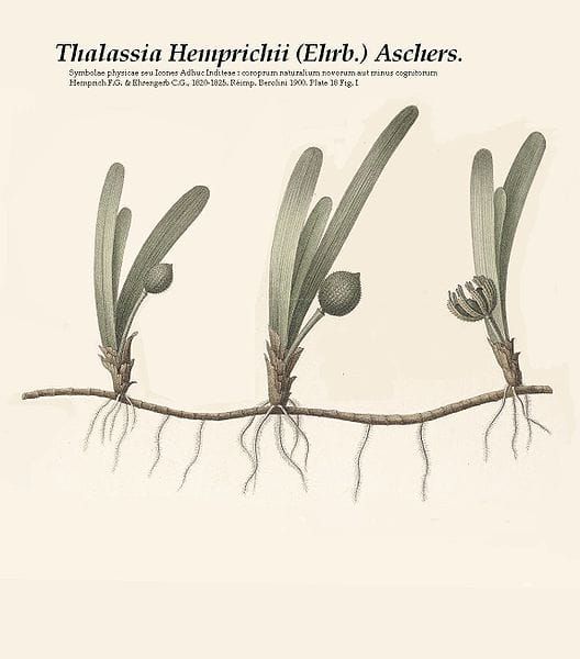 1st course: Seagrass ****