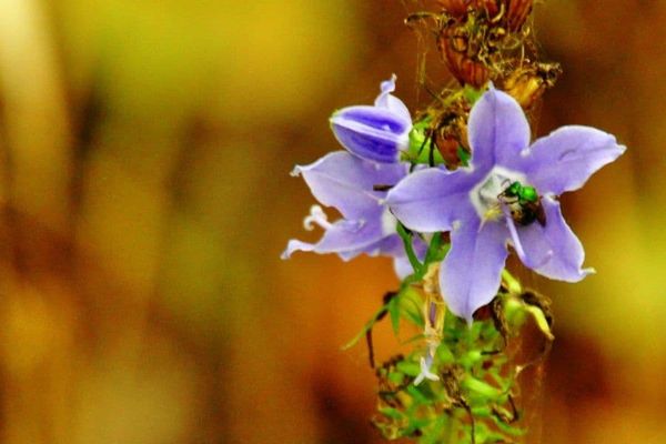 Campanula americana
