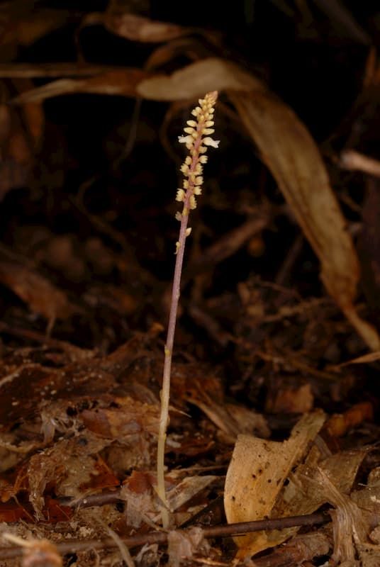 Epirixanthes