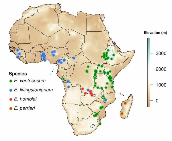 Enset distribution