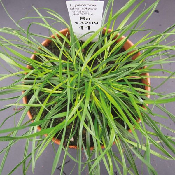 Lolium perenne