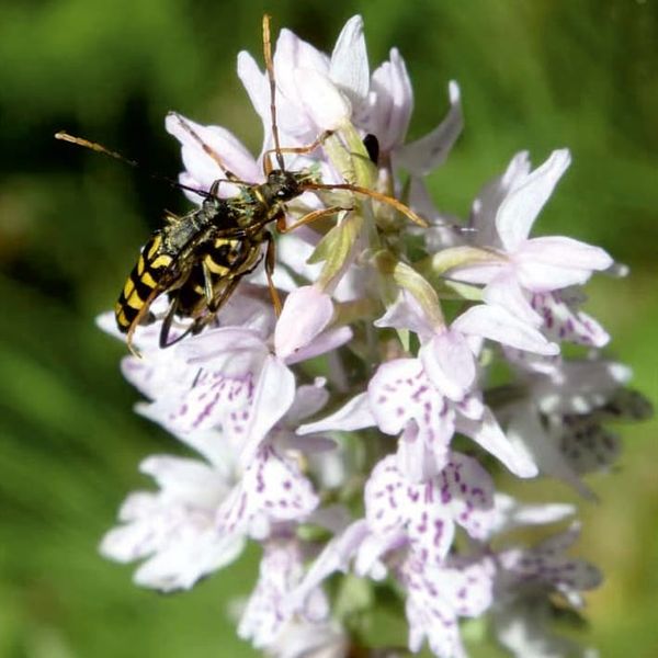 Dactylorhiza orchid