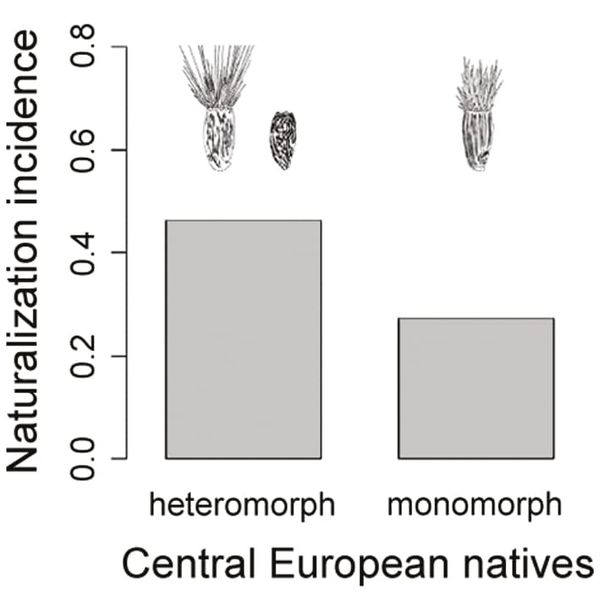 Graph of heteromorph and monomorph naturalization