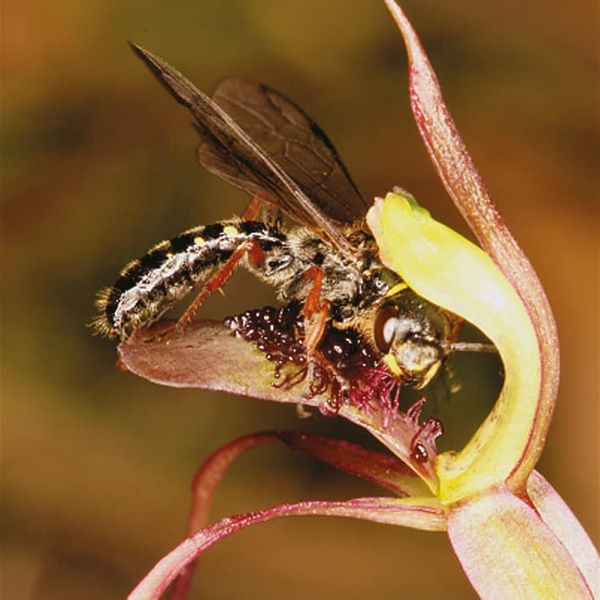 Insect on a Chiloglottis orchid