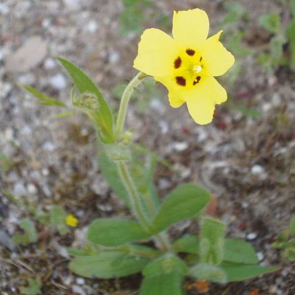 Tuberaria guttata