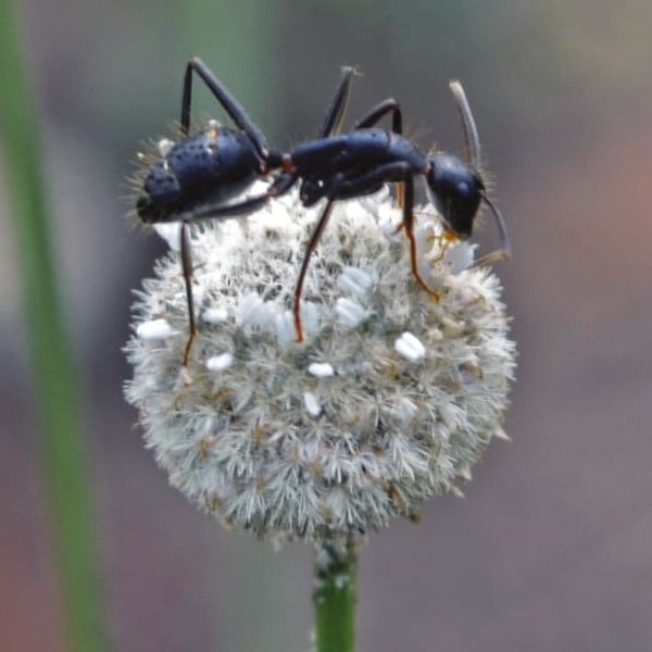 Ant on a flowerhead