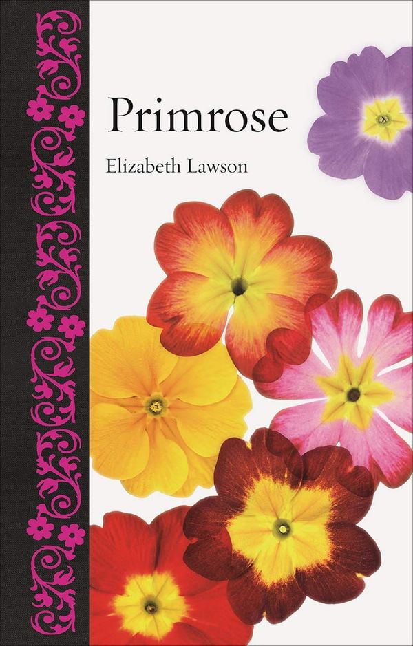 Primroses and primulas aplenty