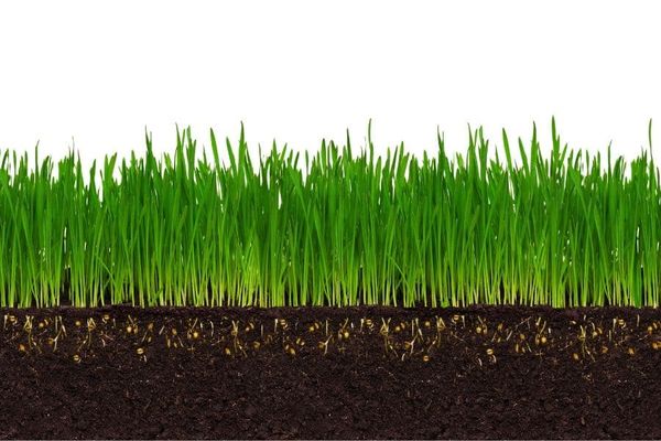 roots in soil