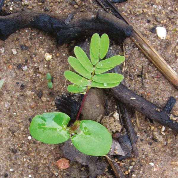 A sapling in ash