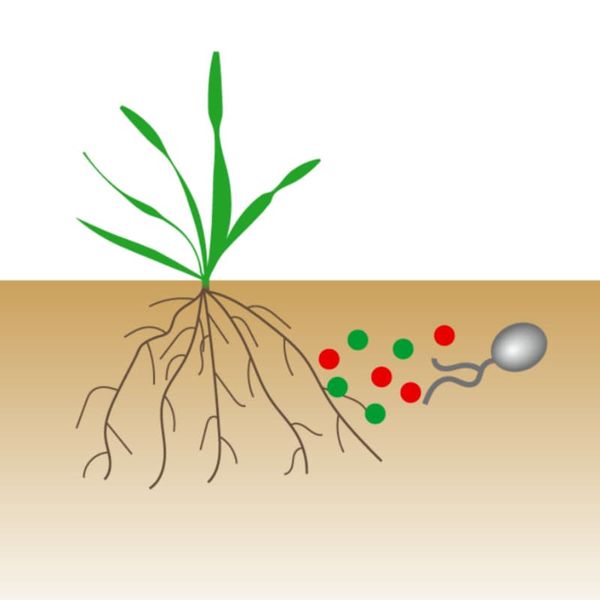 How arbuscular mycorrhizal fungi talk to plants before colonisation