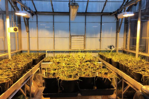 Species interactions change the response of saltmarsh plants to flooding
