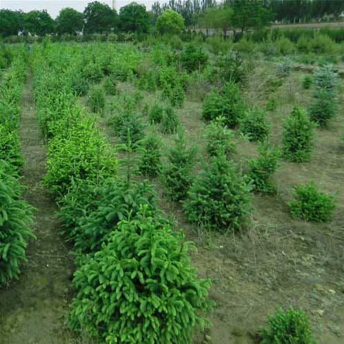Phenotypic plasticity of stomatal and photosynthetic features of four Picea species in two contrasting common gardens