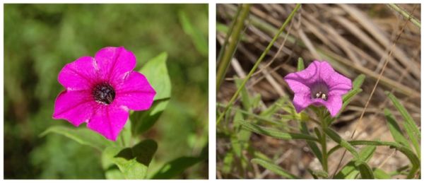 How diverse can rare species be on the margins of genera distribution?