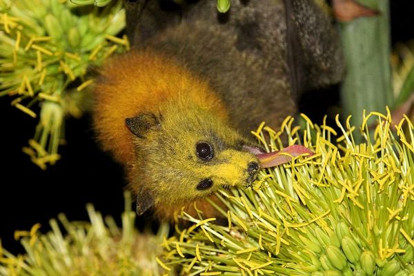 Does flower height matter to bats?