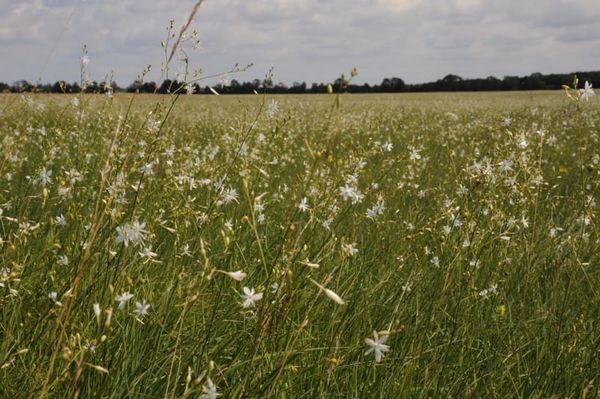Dormancy and endosperm presence influence the seed longevity of central European calcareous grassland plants
