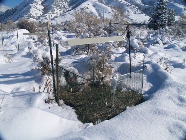 Climate change, snow mold and the Bromus tectorum invasion: mixed evidence for release from cold weather pathogens