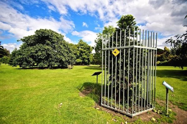 A rare Wollemi Pine tree in a cage at Kew Gardens.