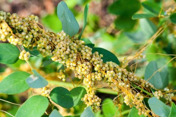The parasitic plant Cuscuta sets up barriers to some minerals when infecting a host