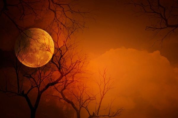 What happens when a vampire plant ‘bites’ two victims at once?