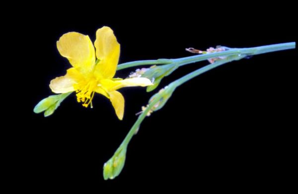 Endangered plant stands on the shoulders of midgets