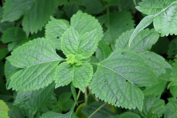 The shape of leaves may be a defence against weevil attack
