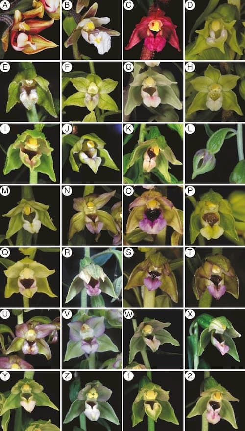 Epipactis orchids