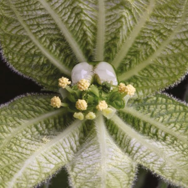 Flowers evolve to balance the risks and rewards of self-pollination