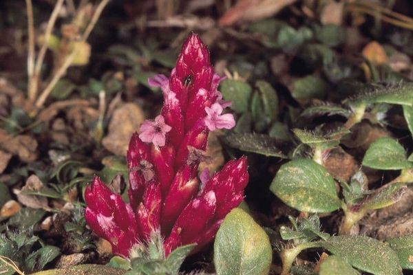 Striga gesnerioides in flower