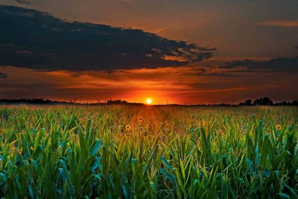 A new molecular mechanism reveals how plants keep their cool