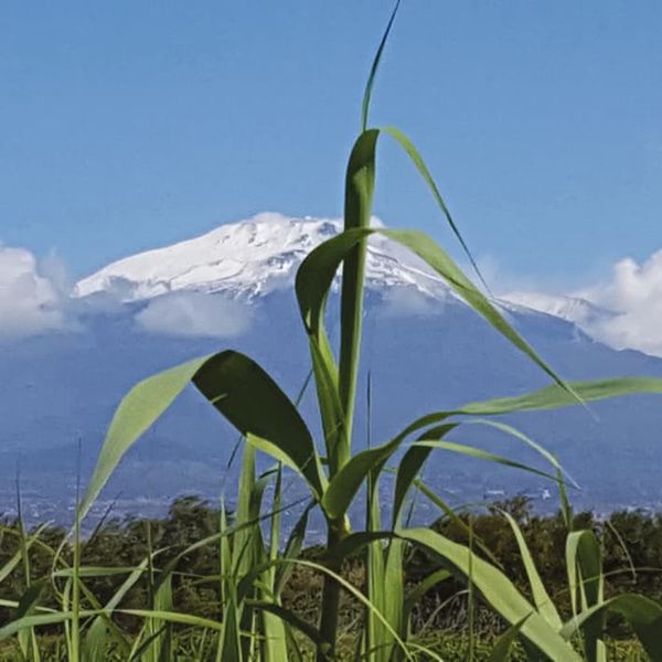 Arundo donax against Mount Etna