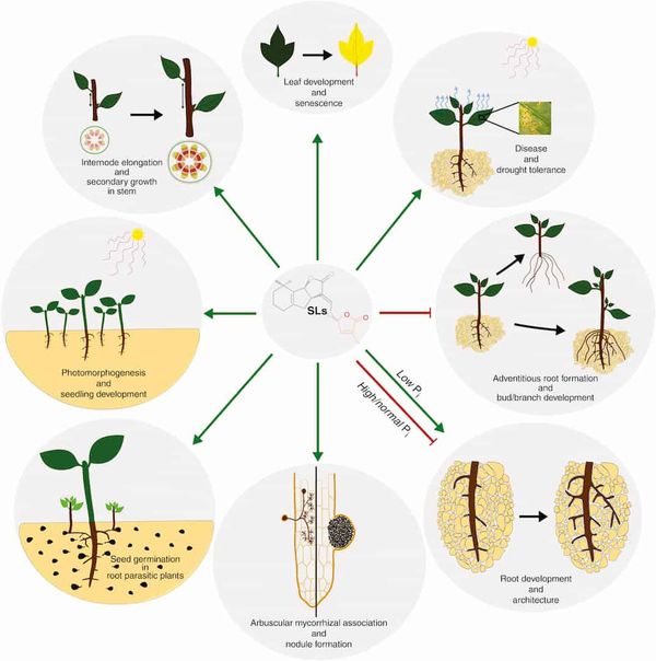 Strigolactones interact with other plant hormones in many situations