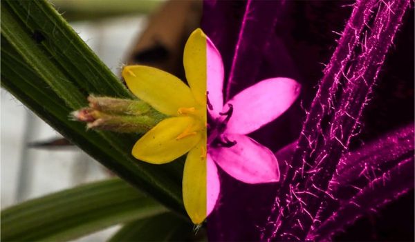 The role of ultraviolet reflectance and pattern in the pollination system of Hypoxis camerooniana