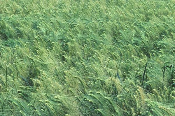 Aquaporins and apoplastic barriers in nutrient-limited barley