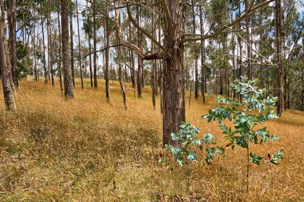 Woody plants work with microbes to shape the soil they live in