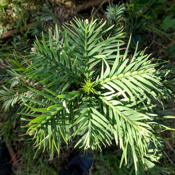 Plant Records: The world’s most common group of plants is…