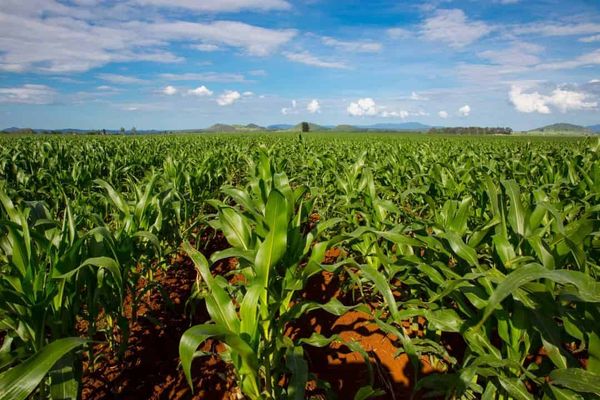 Maize is better when it’s hairy