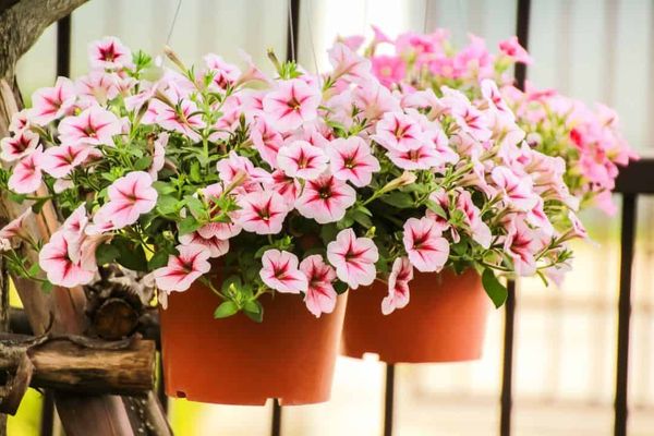 Is auxin behind adventitious root formation in petunia cuttings?