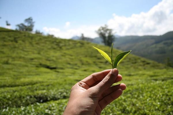 Can insights from invasion ecology promote benefits from root mutualisms in plant production?