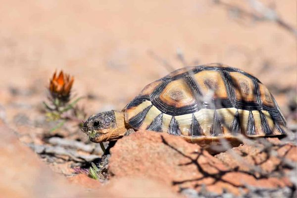 Plant Records: The plant that coordinates its colours for the occasion