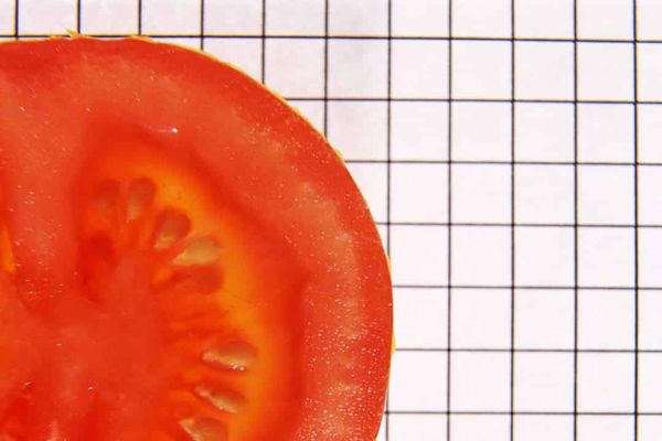 Wild tomatoes have the genes to partner with fungi