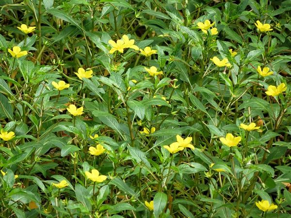 Resprouting potential of rhizome fragments in an invasive aquatic plant