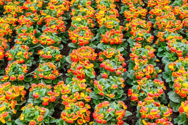 Even for specialists, floral morphology is influenced by both pollinators and climate