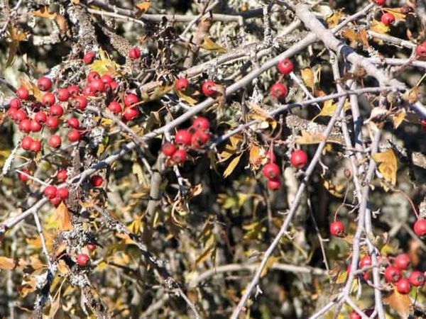 Drivers of intraspecific variation in seed dispersal are diverse and pervasive
