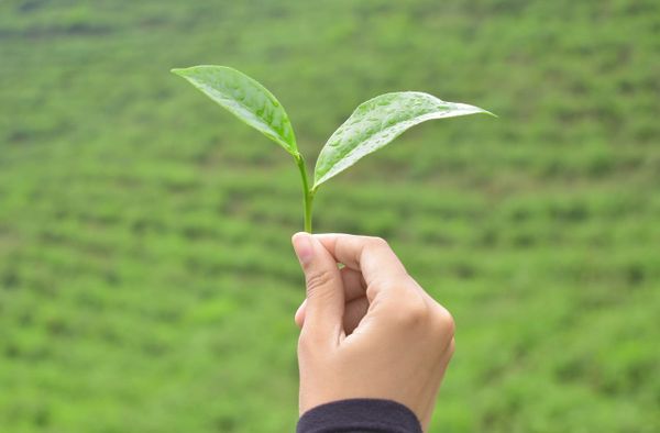 tealeaves: an R package for modelling leaf temperature using energy budgets